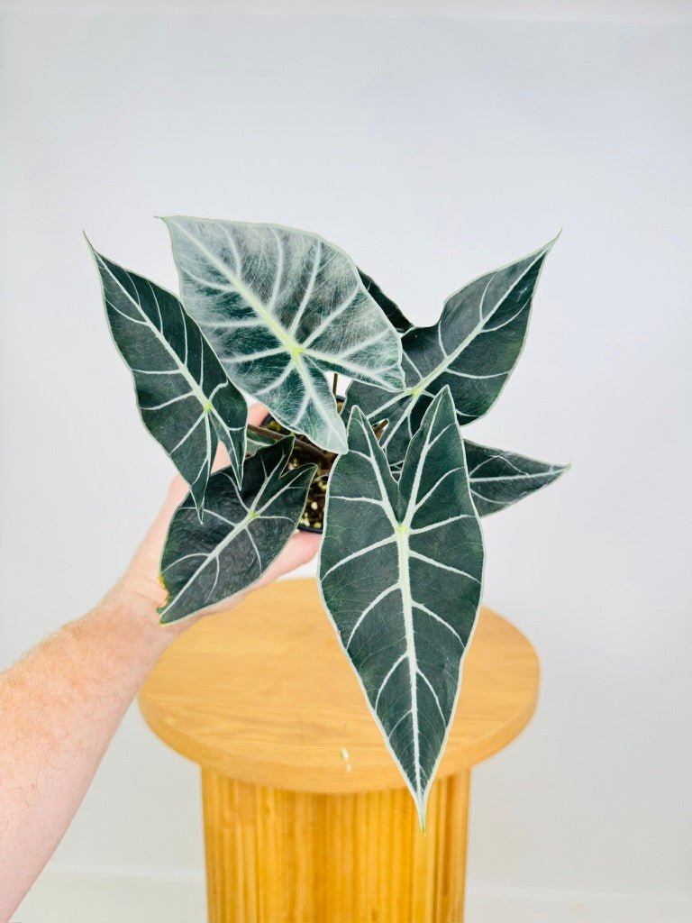 Alocasia Longiloba - Dragon's Tooth | Uprooted