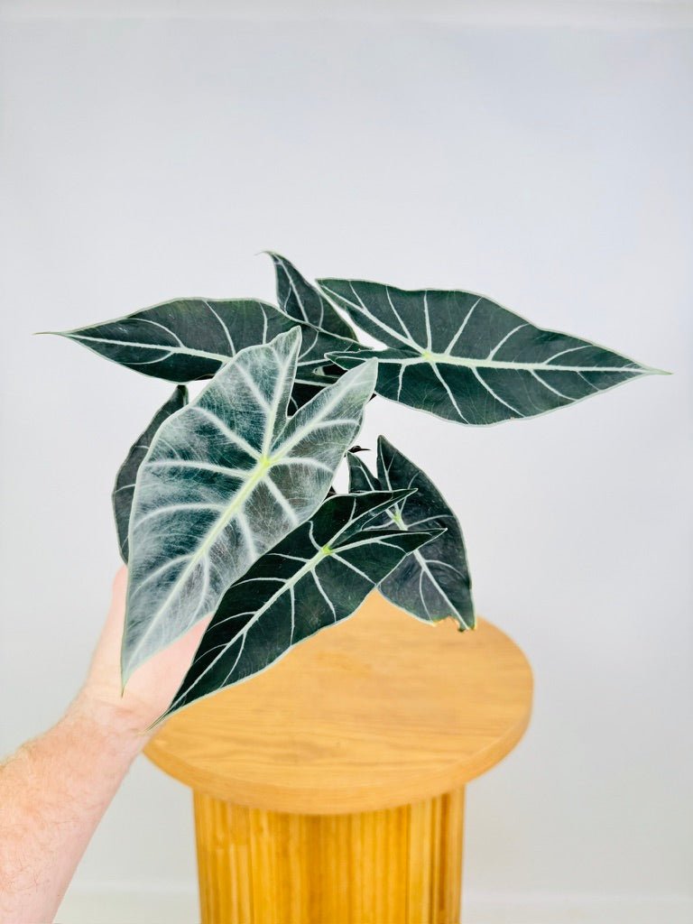 Alocasia Longiloba - Dragon's Tooth | Uprooted