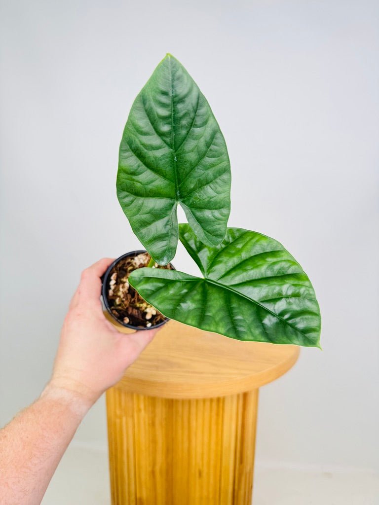 Alocasia Lukiwan | Uprooted