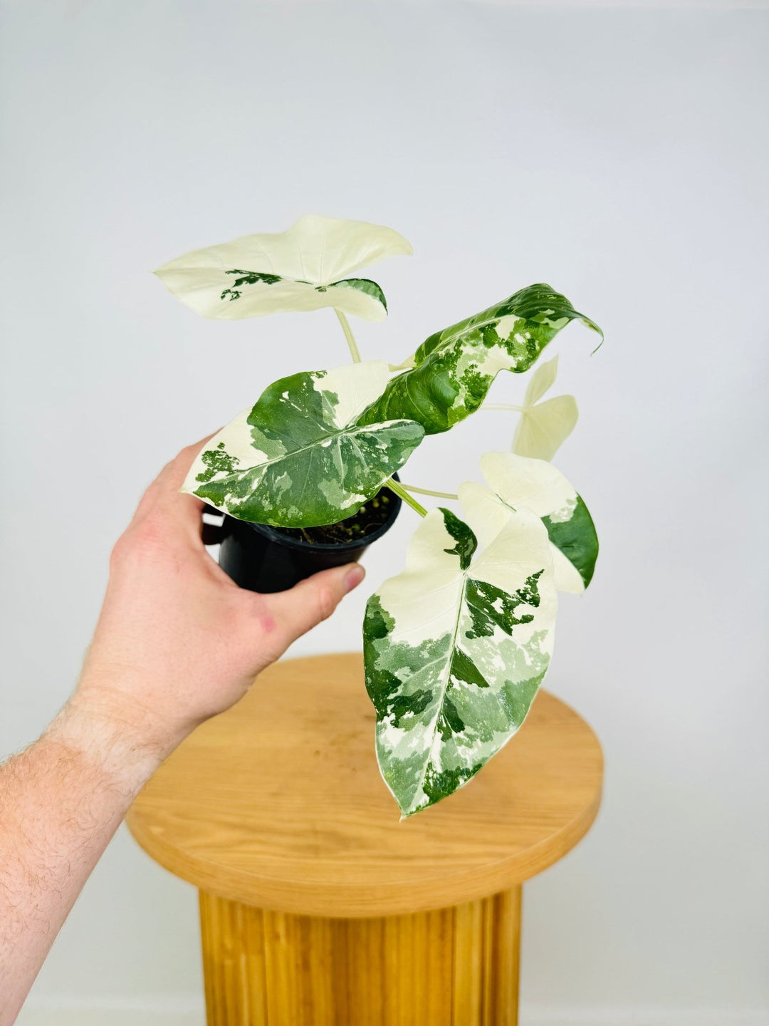 Alocasia Macrorrhiza Variegata | Uprooted