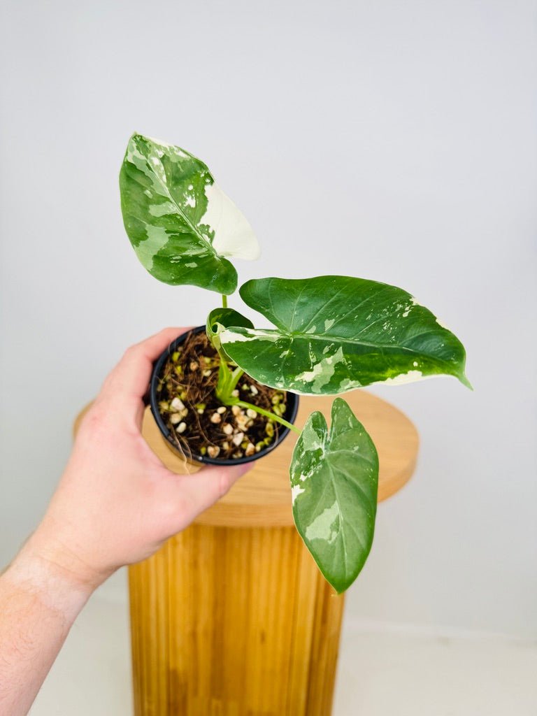 Alocasia Macrorrhizos Variegata | Uprooted