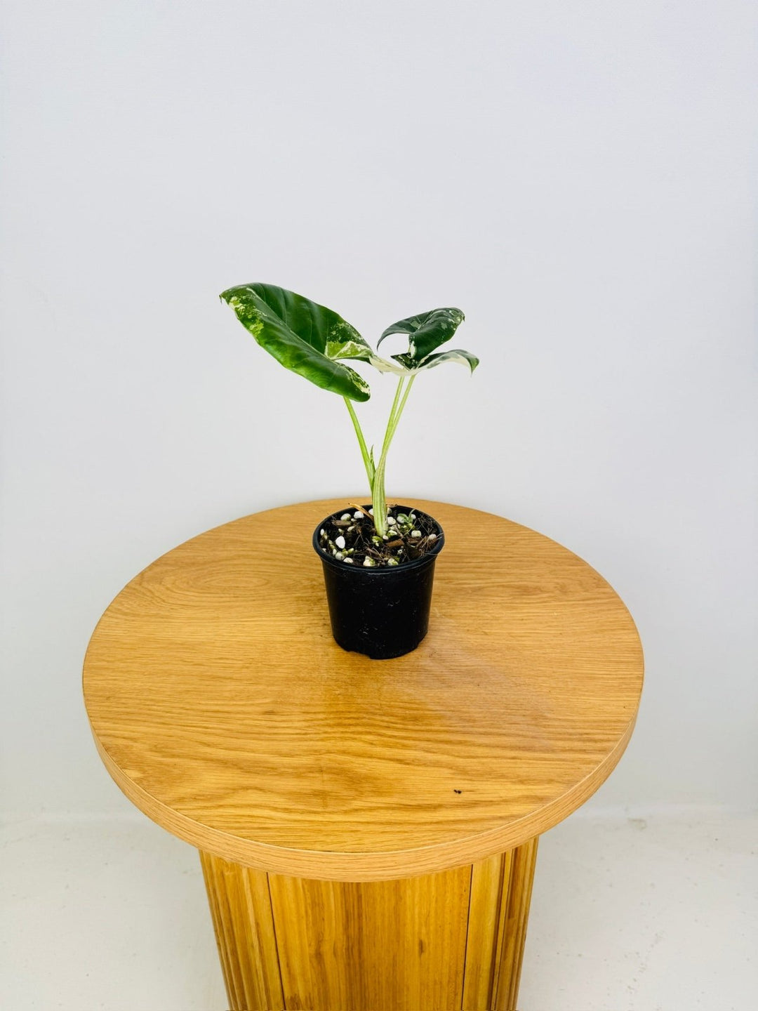 Alocasia Macrorrhizos Variegata | Uprooted