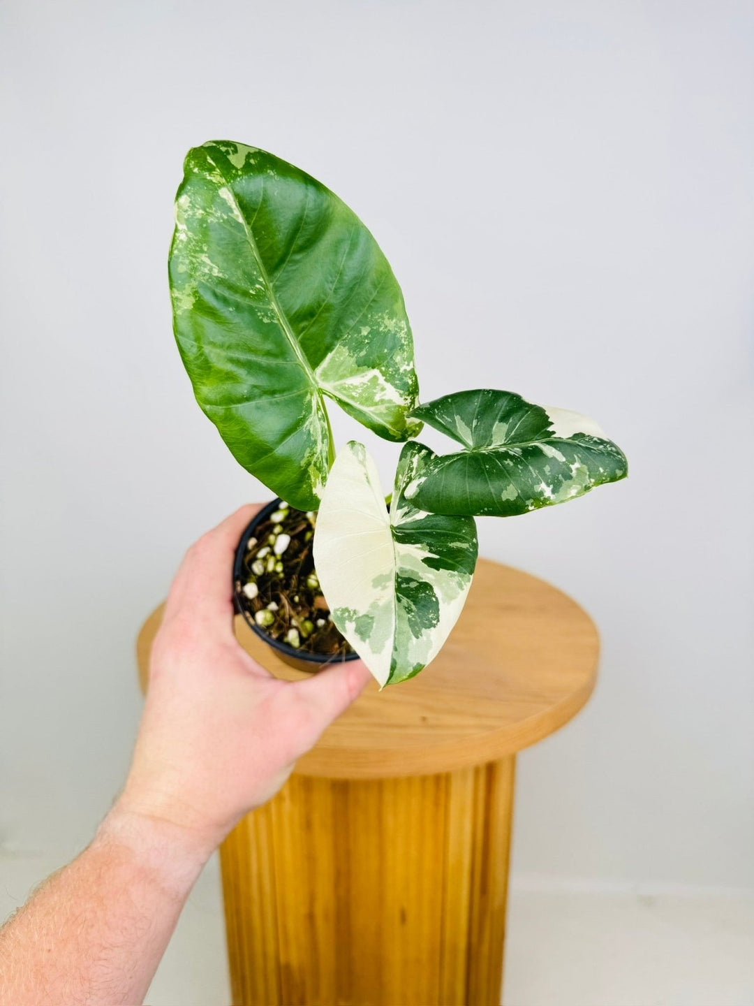 Alocasia Macrorrhizos Variegata | Uprooted