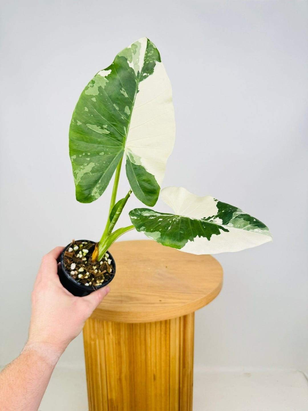 Alocasia Macrorrhizos Variegata | Uprooted