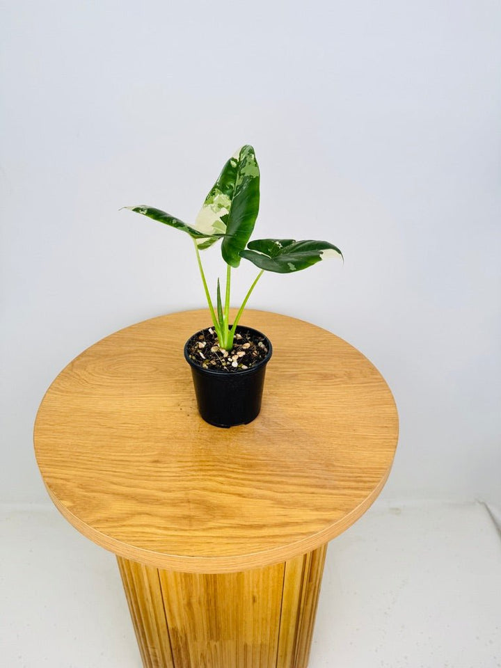 Alocasia Macrorrhizos Variegata | Uprooted