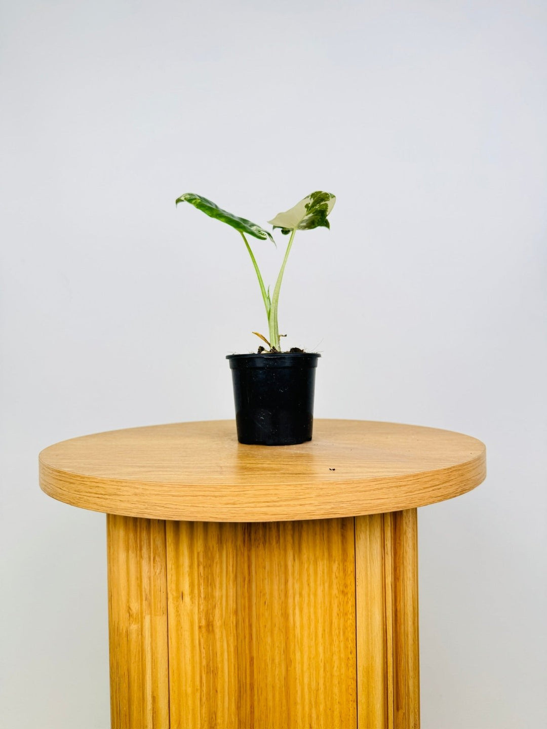 Alocasia Macrorrhizos Variegata | Uprooted