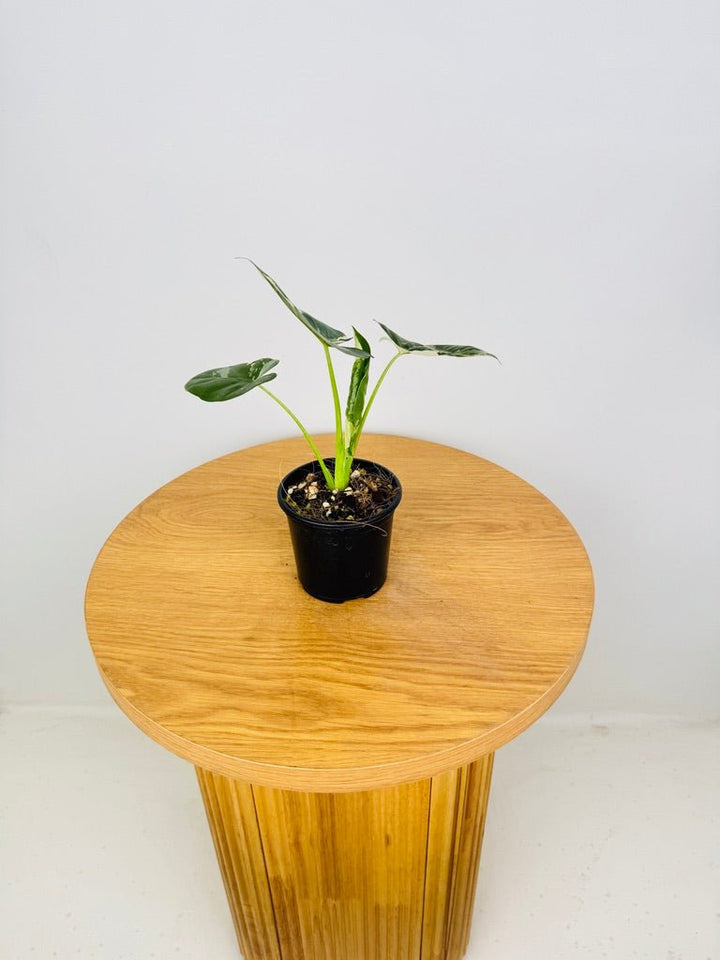 Alocasia Macrorrhizos Variegata | Uprooted