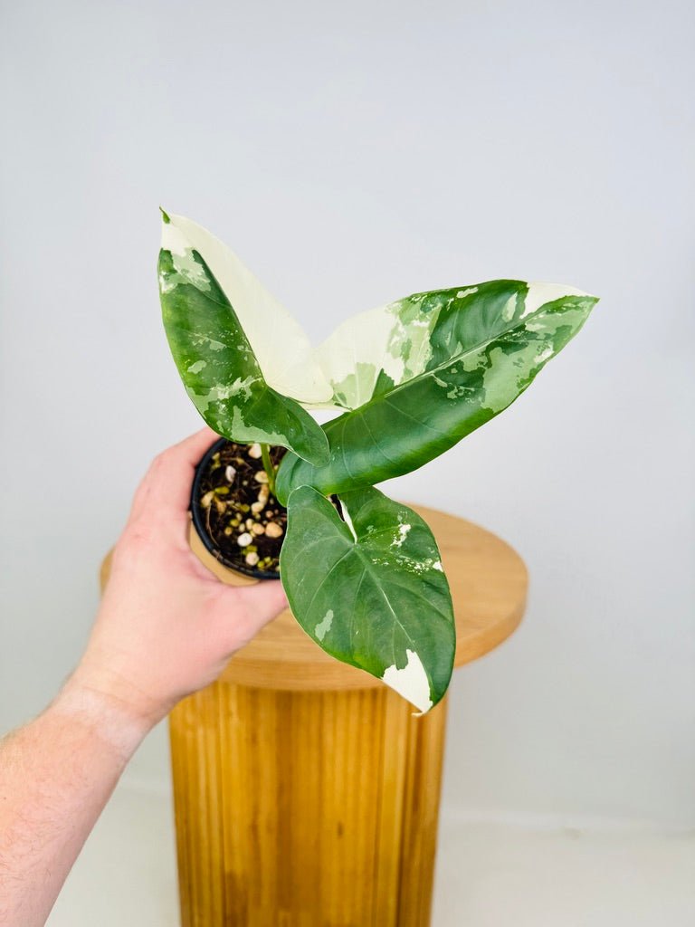 Alocasia Macrorrhizos Variegata | Uprooted