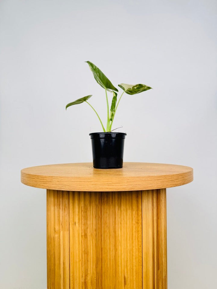 Alocasia Macrorrhizos Variegata | Uprooted