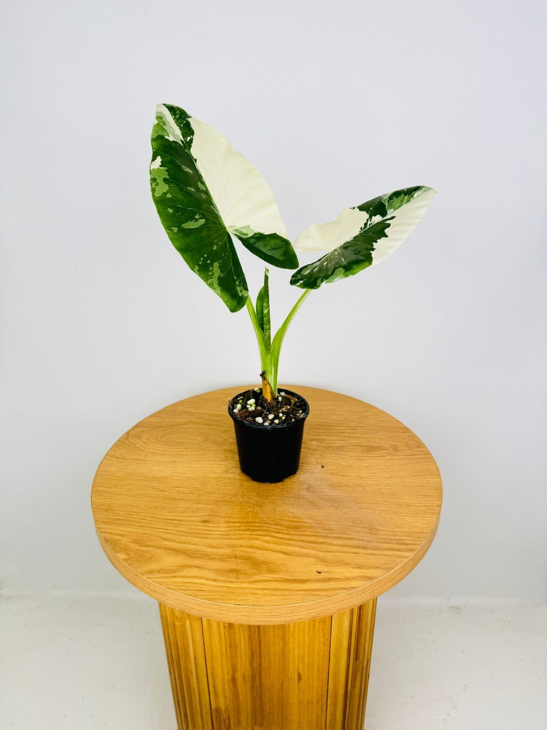 Alocasia Macrorrhizos Variegata | Uprooted