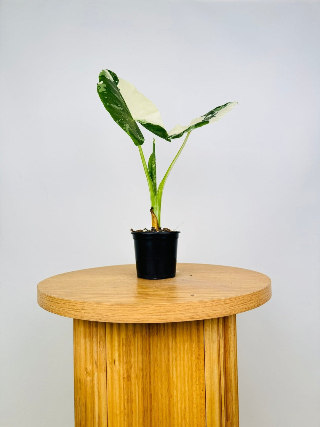 Alocasia Macrorrhizos Variegata | Uprooted