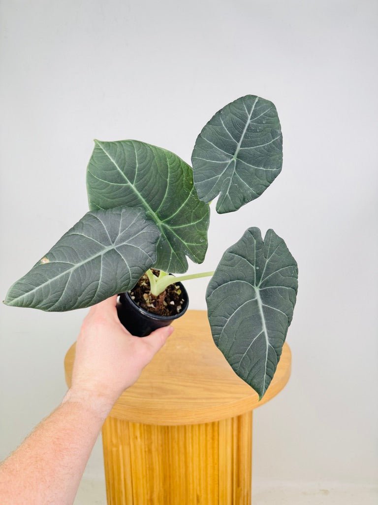 Alocasia Maharani | Uprooted