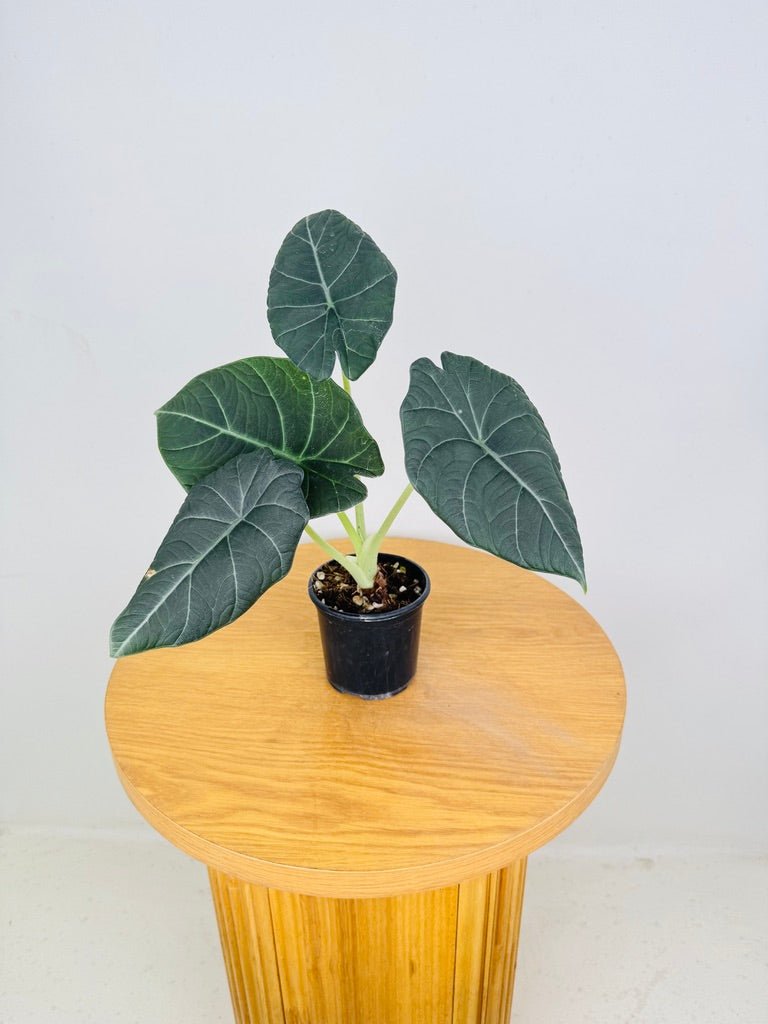 Alocasia Maharani | Uprooted