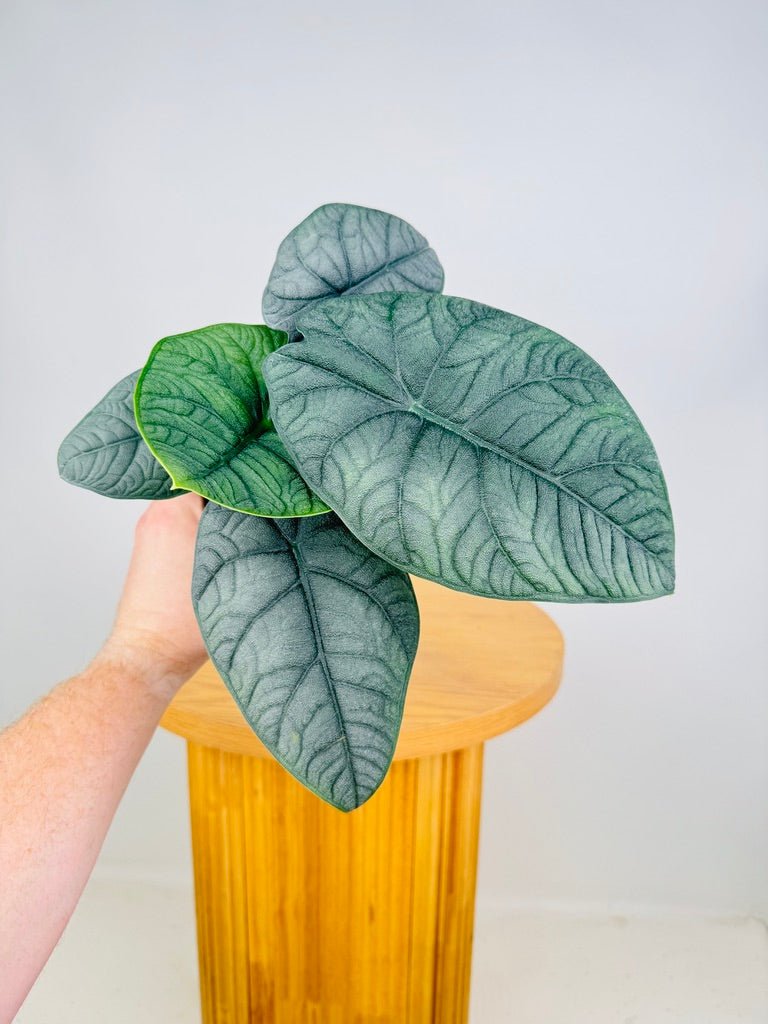 Alocasia Melo | Uprooted