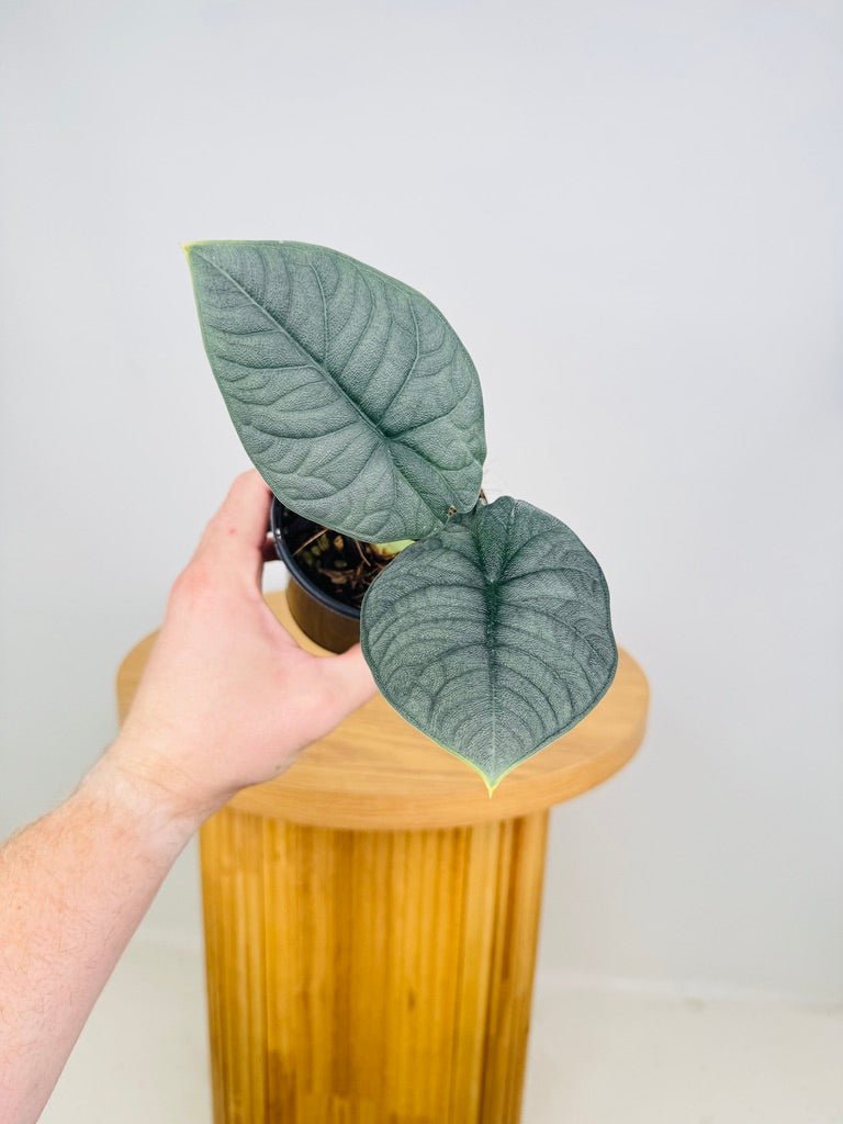 Alocasia Melo | Uprooted