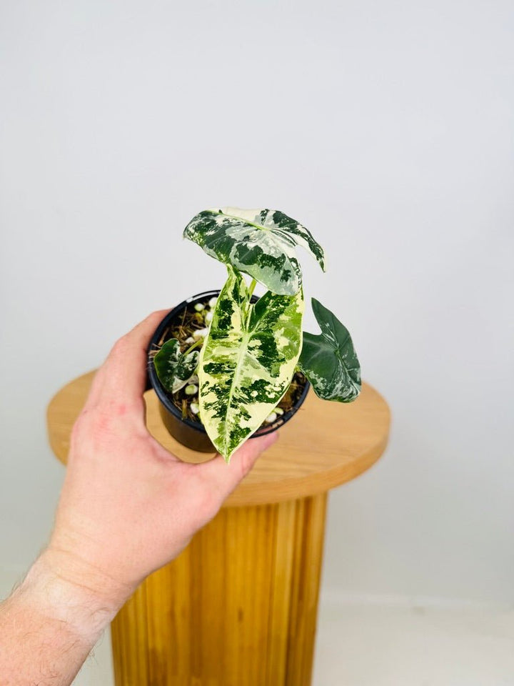 Alocasia Micholitziana - Frydek Variegated | Uprooted