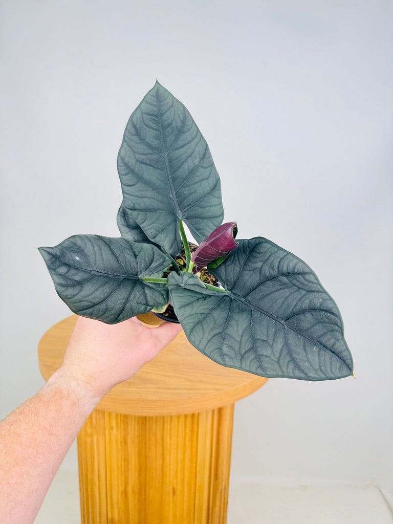 Alocasia Nebula Elaine | Uprooted