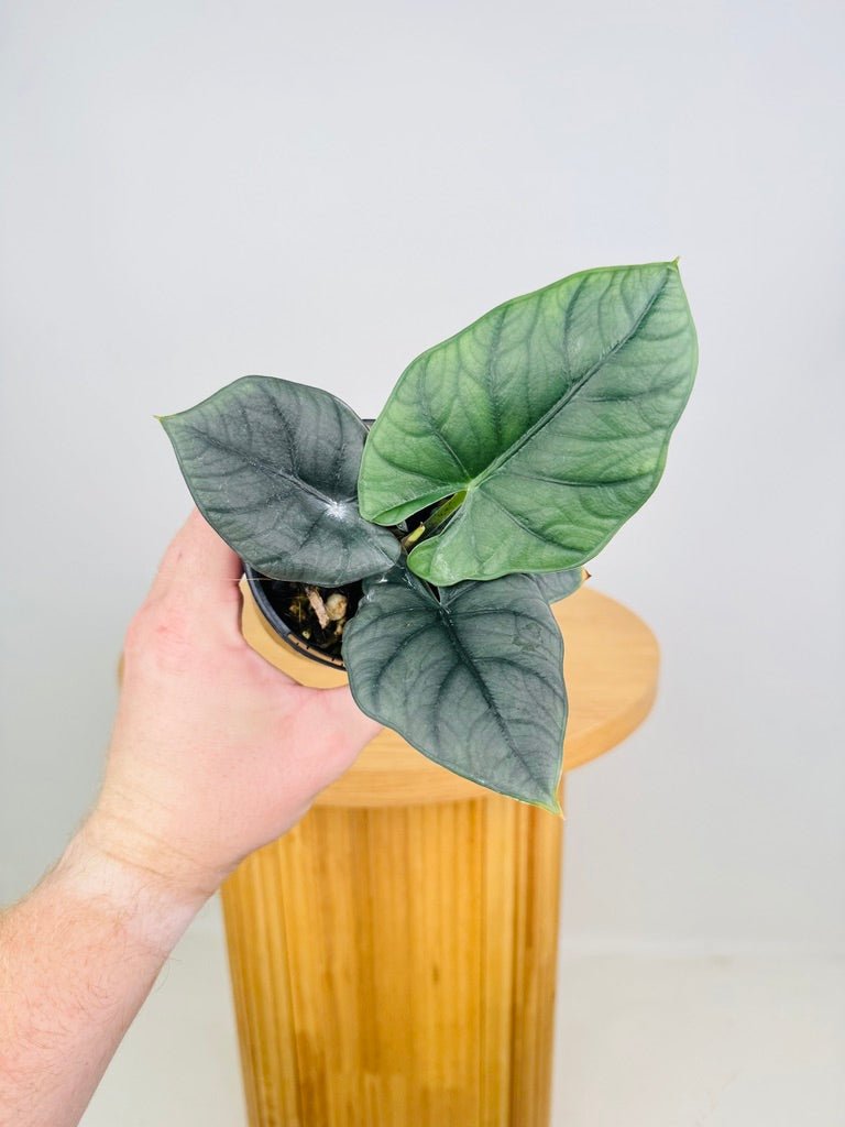 Alocasia Nebula Elaine | Uprooted