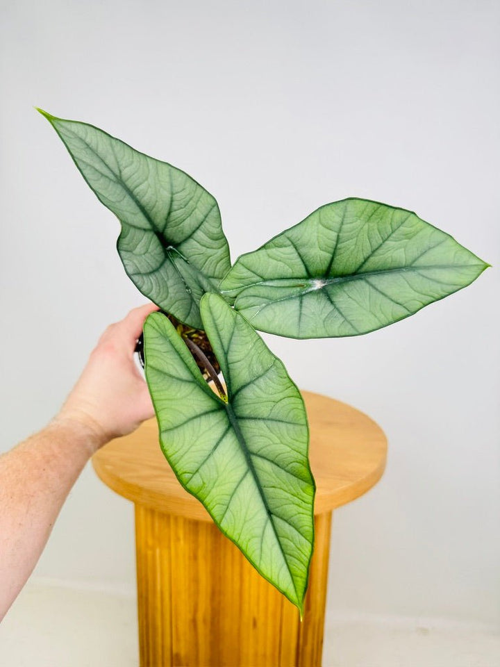 Alocasia NOID | Uprooted