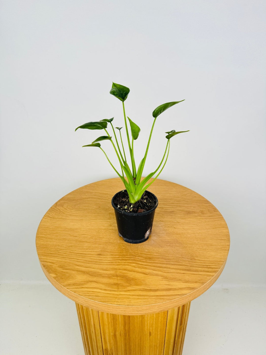 Alocasia Odora X Brisbanensis - Tiny Dancers | Uprooted