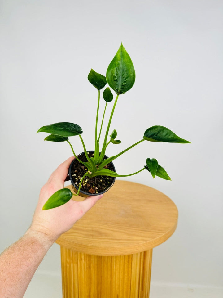 Alocasia Odora X Brisbanensis - Tiny Dancers | Uprooted