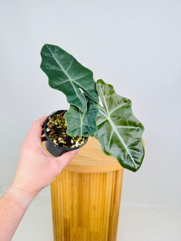 Alocasia Pseudo Sanderiana | Uprooted