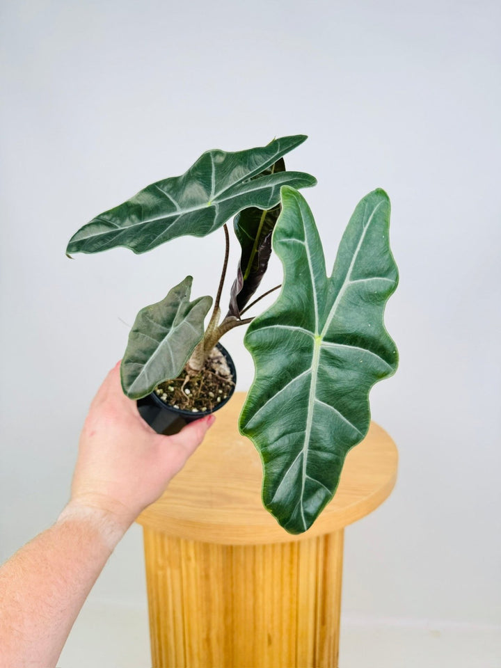 Alocasia Pseudo Sanderiana | Uprooted