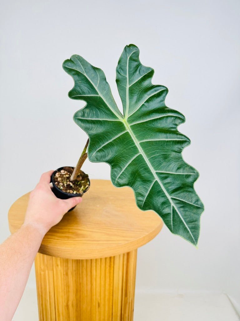 Alocasia Pseudo Sanderiana | Uprooted