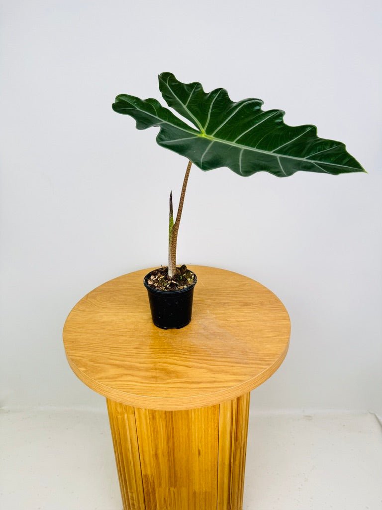 Alocasia Pseudo Sanderiana | Uprooted