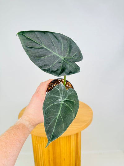 Alocasia Regal Shields | Uprooted
