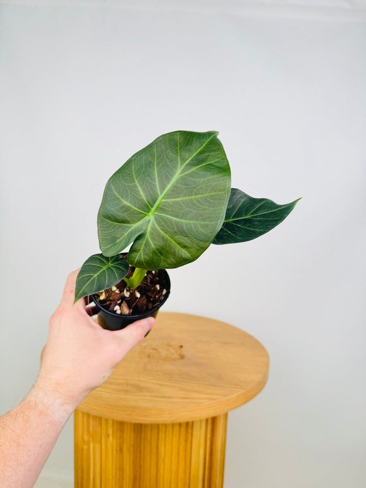 Alocasia Regal Shields | Uprooted