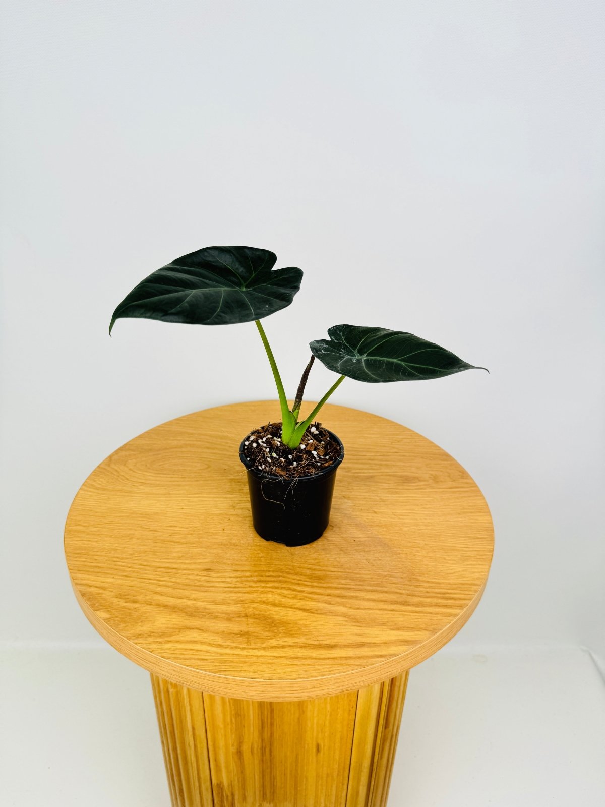 Alocasia Regal Shields | Uprooted
