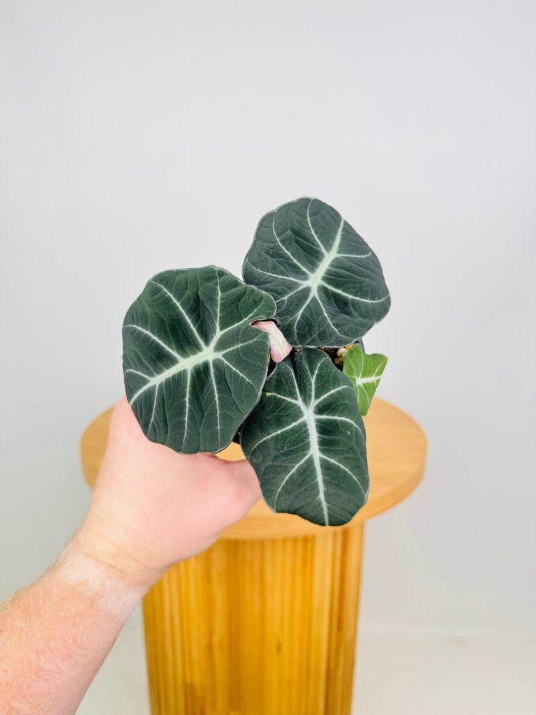 Alocasia Reginula - Black Velvet | Uprooted