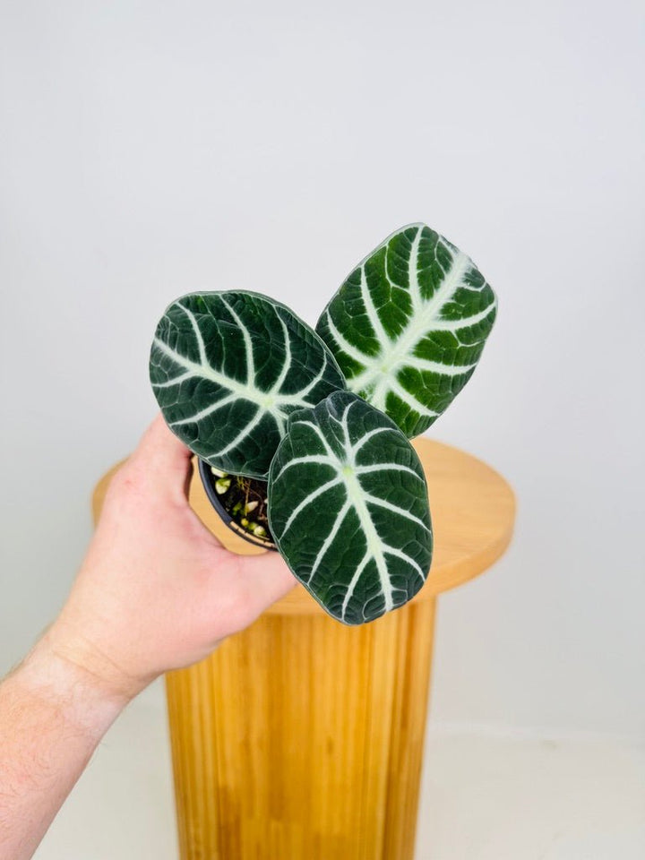 Alocasia Reginula - Ninja | Uprooted