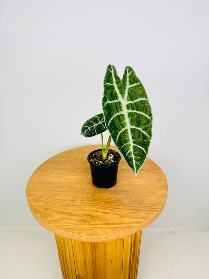 Alocasia Watsoniana | Uprooted