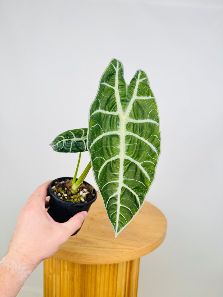 Alocasia Watsoniana | Uprooted