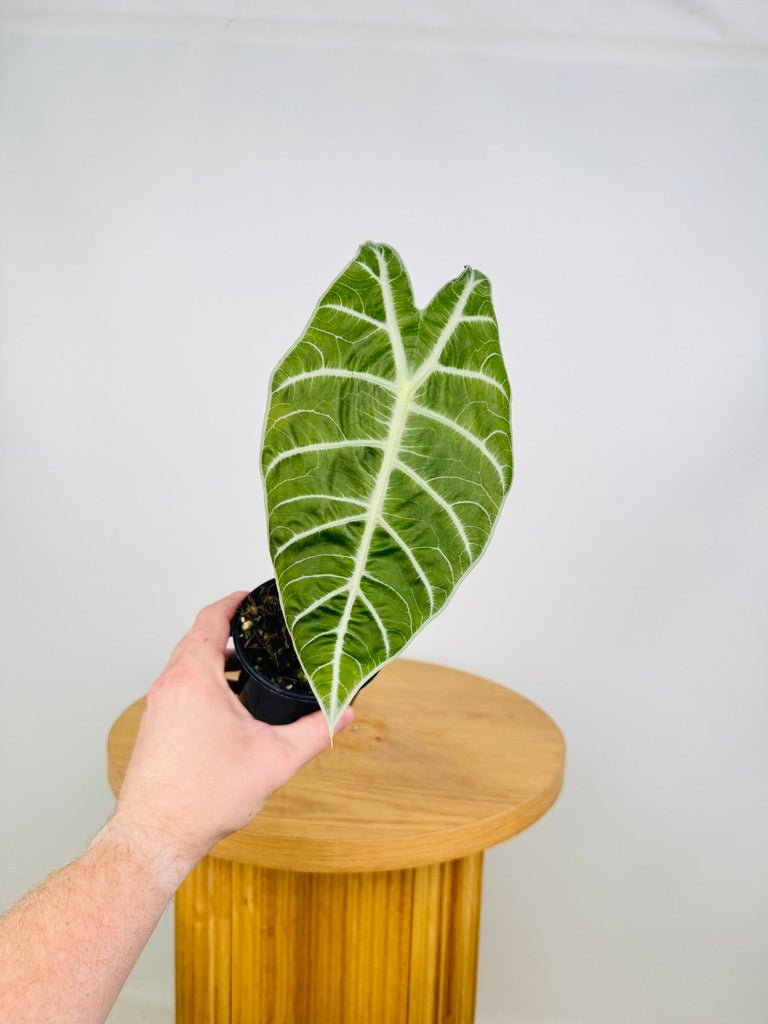 Alocasia Watsoniana | Uprooted