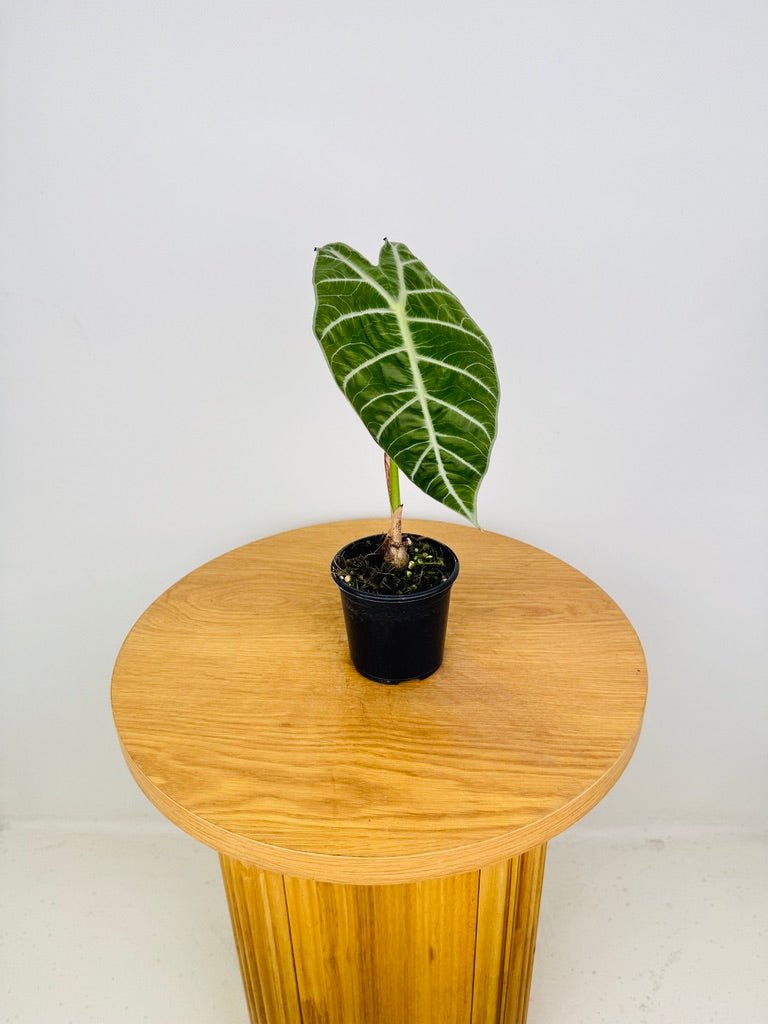 Alocasia Watsoniana | Uprooted