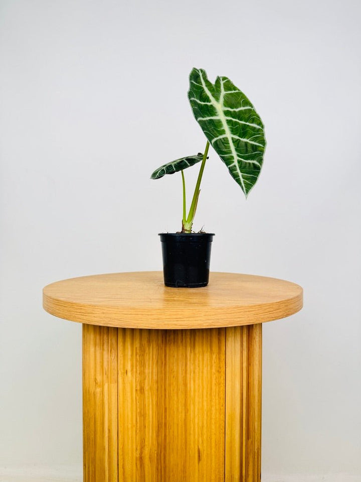 Alocasia Watsoniana | Uprooted