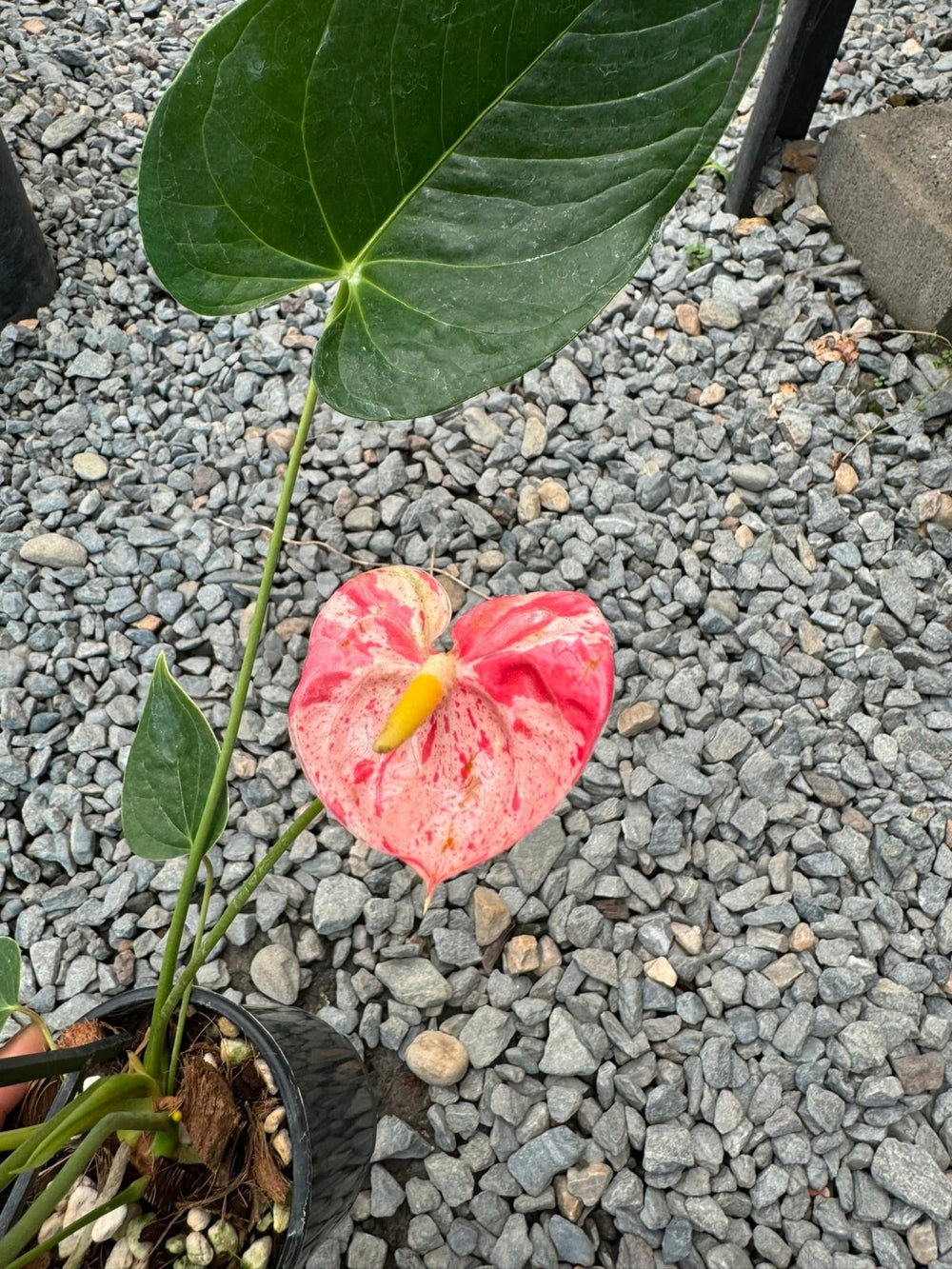 Anthurium Andraeanum - Shibori | Uprooted