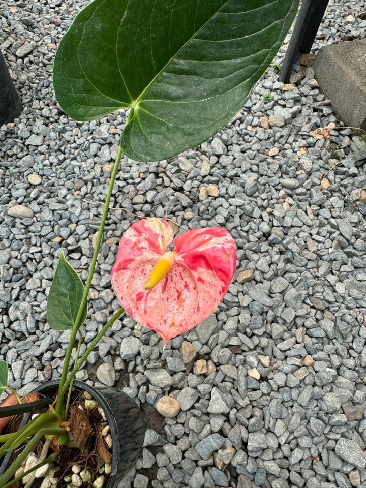 Anthurium Andraeanum - Shibori | Uprooted