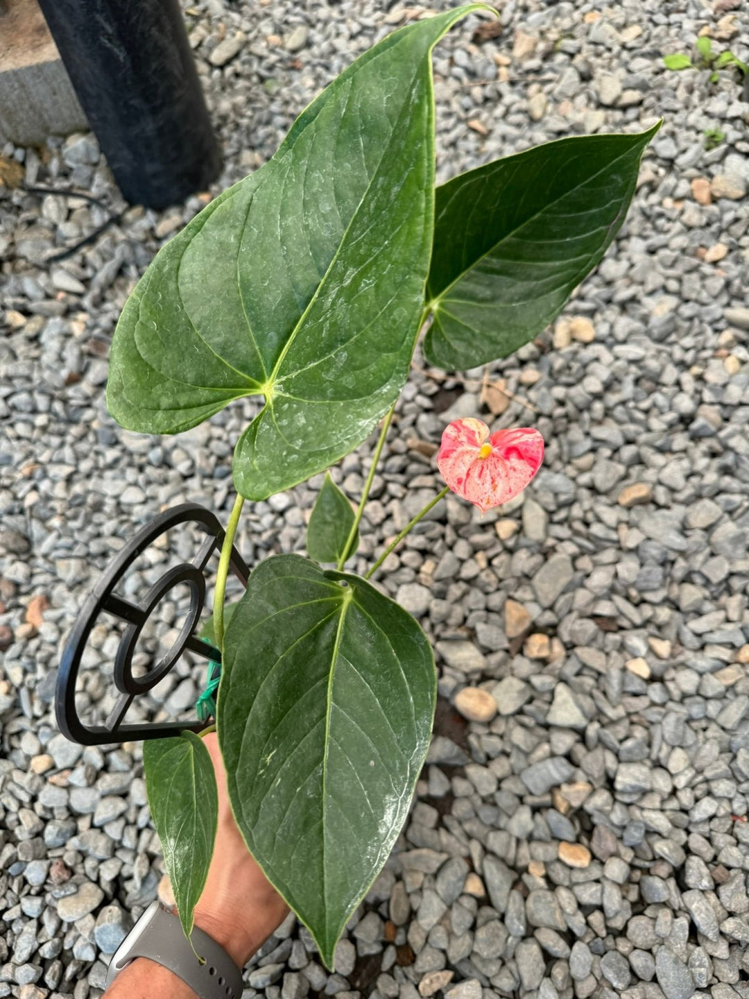 Anthurium Andraeanum - Shibori | Uprooted