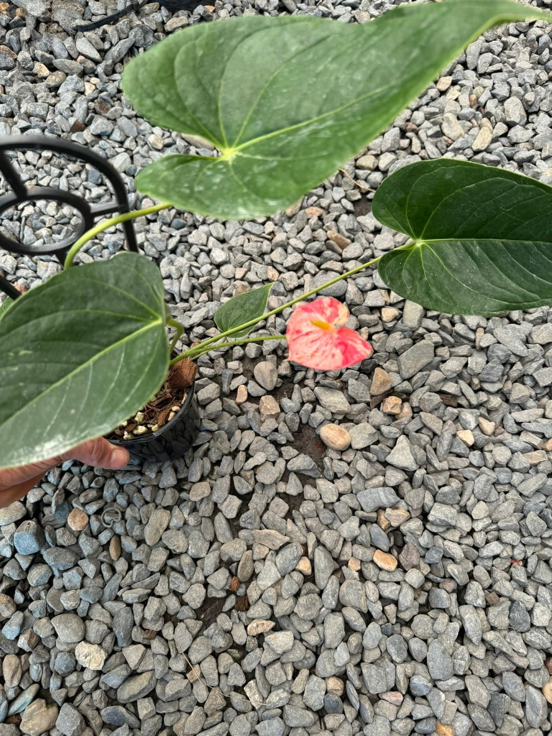 Anthurium Andraeanum - Shibori | Uprooted