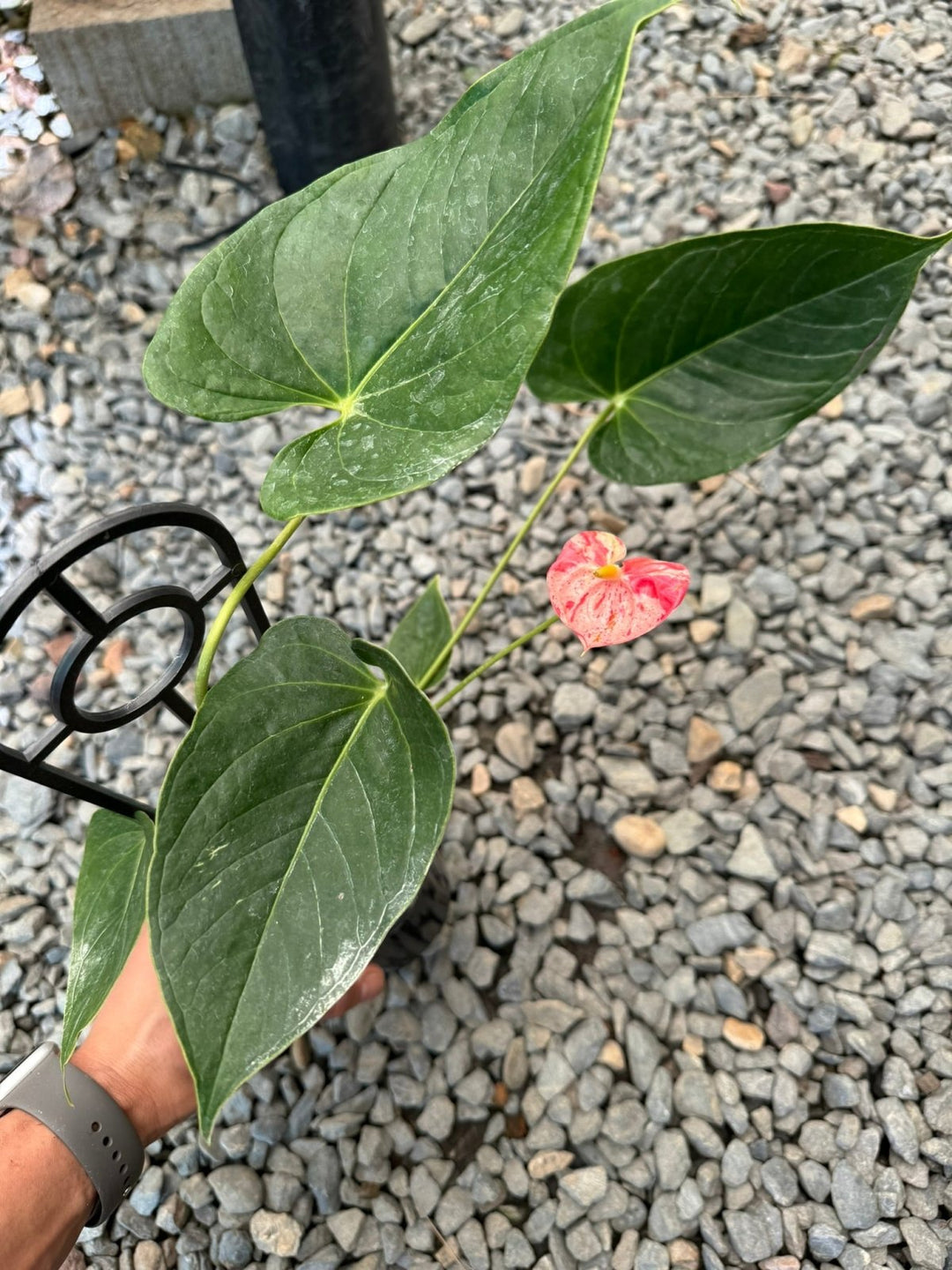 Anthurium Andraeanum - Shibori | Uprooted