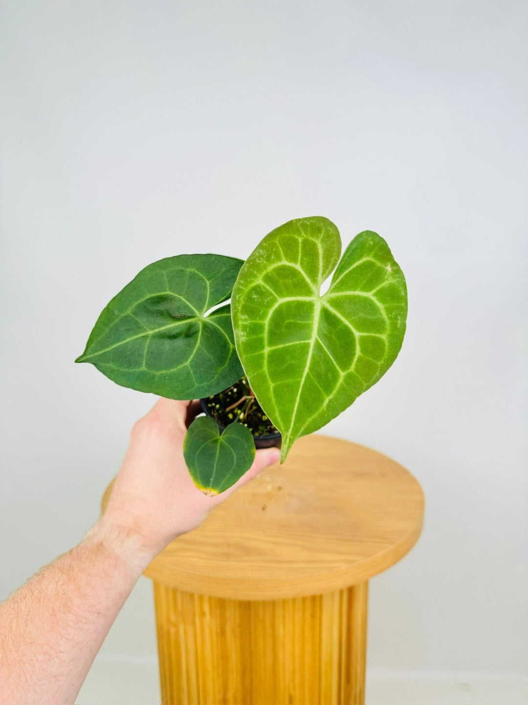 Anthurium Clarinervium | Uprooted