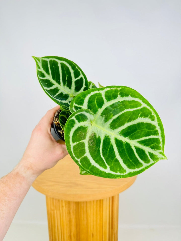 Anthurium Crystallinum Dorayaki | Uprooted