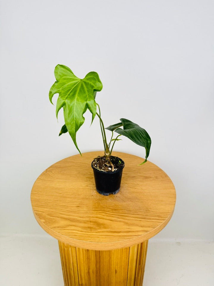 Anthurium Pedatoradiatum | Uprooted