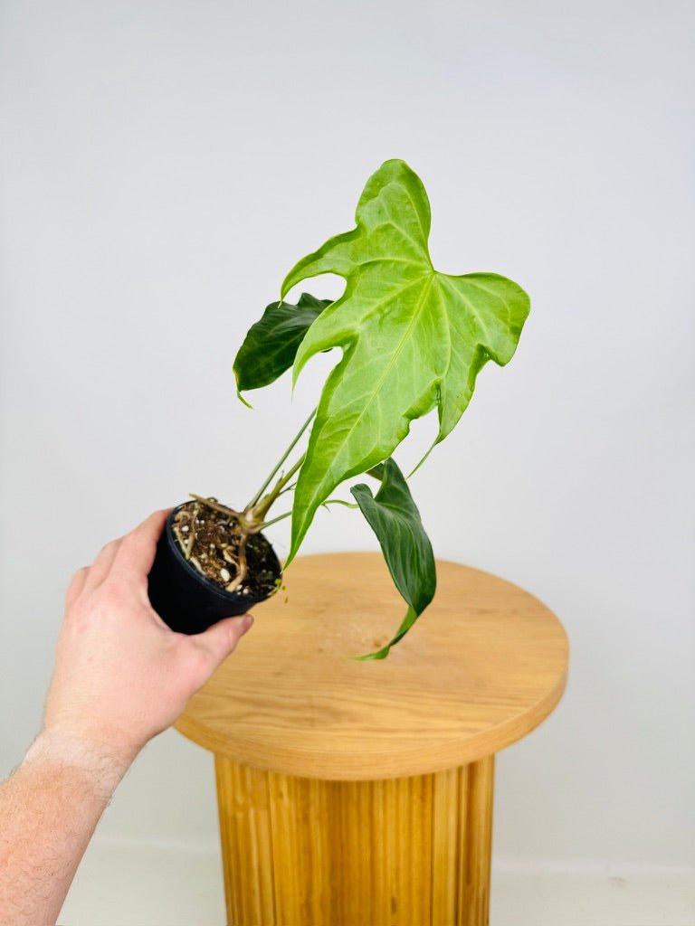 Anthurium Pedatoradiatum | Uprooted