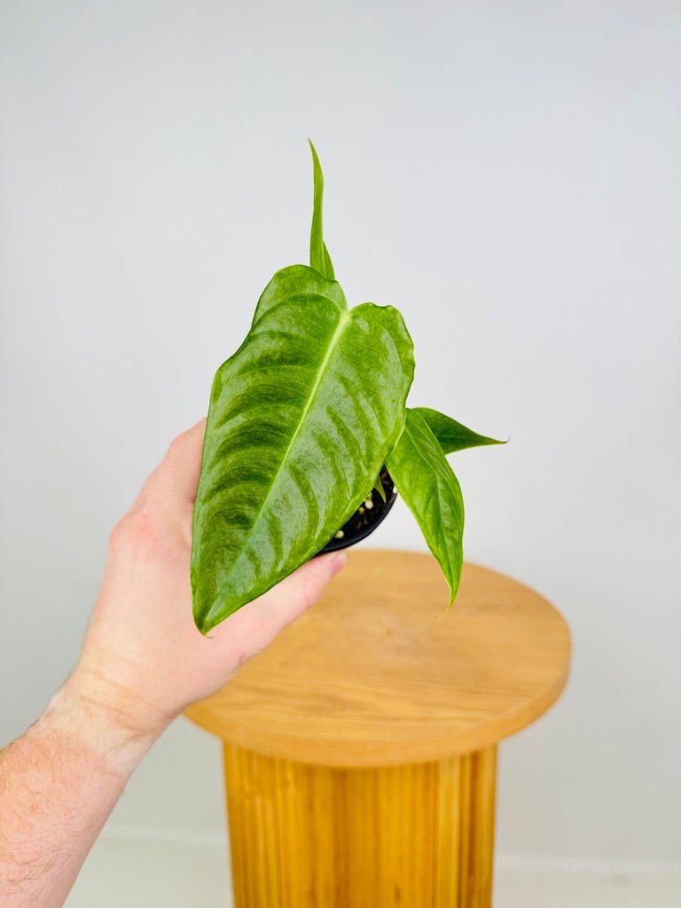 Anthurium Veitchii | Uprooted