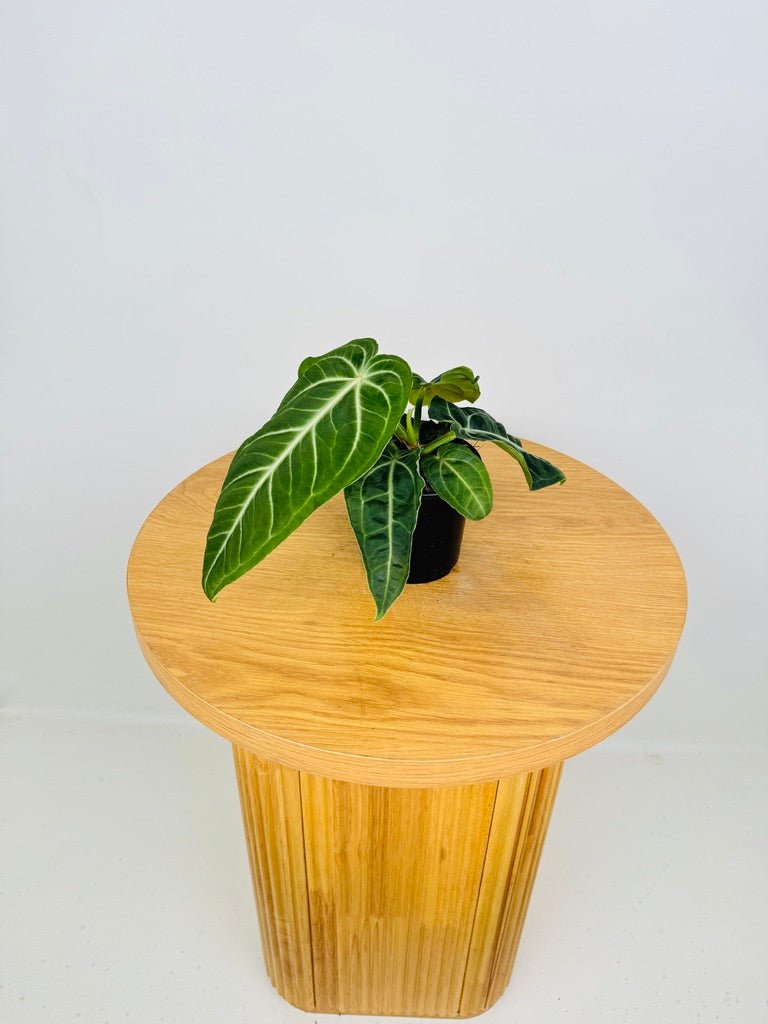 Anthurium Villenaorum | Uprooted